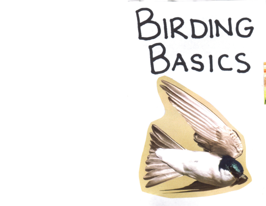 Birding Basics