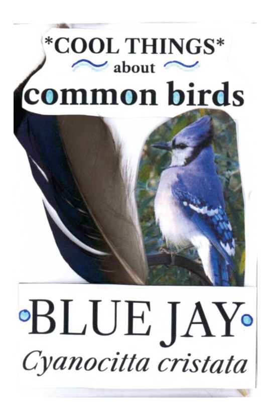 Cool Things about Common Birds: Blue&nbsp;Jay