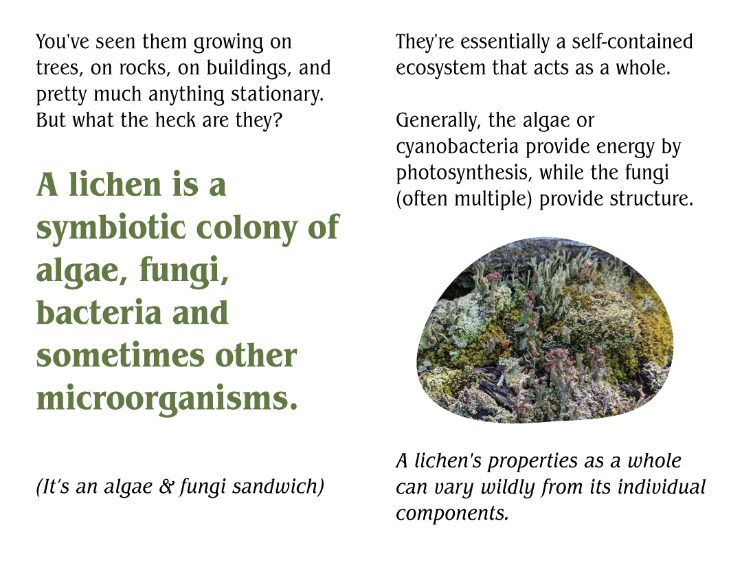 A lichen is a symbiotic colony of algae, fungi, bacteria and sometimes other microorganisms. (It’s an algae & fungi sandwich)