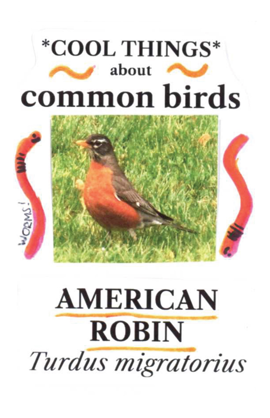 Cool Things about Common Birds: American&nbsp;Robin